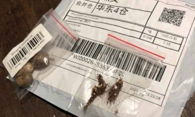 Pacote chinês chega na casa de brasileiros e autoridades emitem alerta - Gabriel Zapella/Cidasc/Divulgação