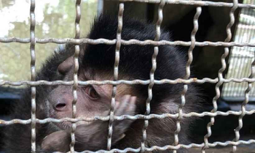 Operação contra tráfico de animais prende seis pessoas em Minas - Sisema/Divulgação
