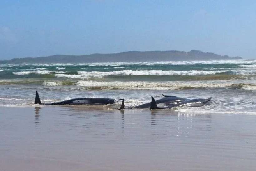 Austrália: 270 baleias estão encalhadas na Tasmânia - Polícia da Tasmânia/AFP
