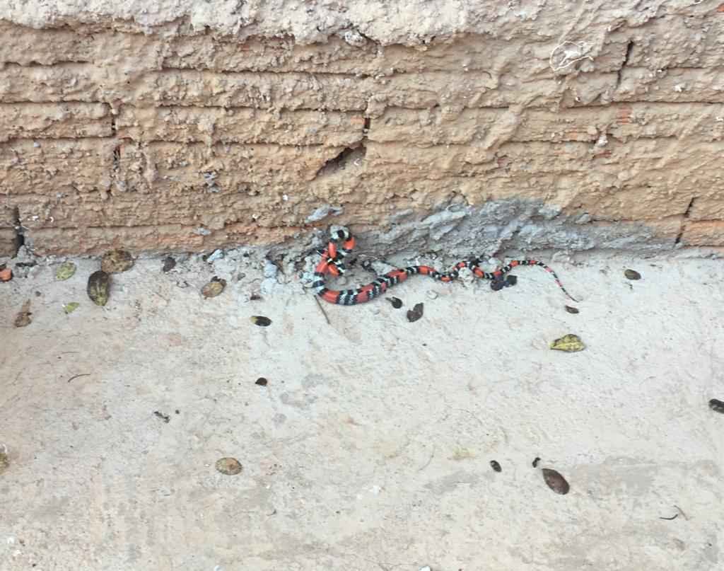 Cobra coral é capturada em quintal de casa em Montes Claros  - Corpo de Bombeiros/divulgação