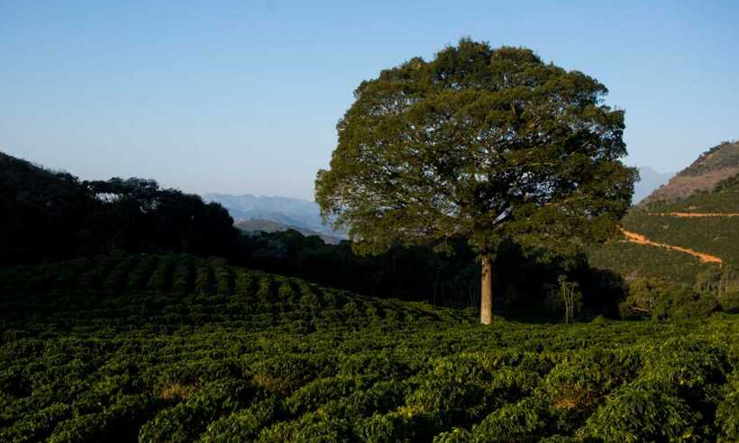 Safra mineira de café poderá ter produção recorde em 2020 - Arquivo pessoal
