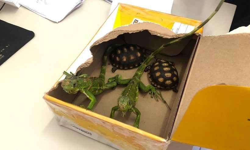 Homem é preso após receber iguanas e jabutis pelos Correios em MG - PCMG/Divulgação