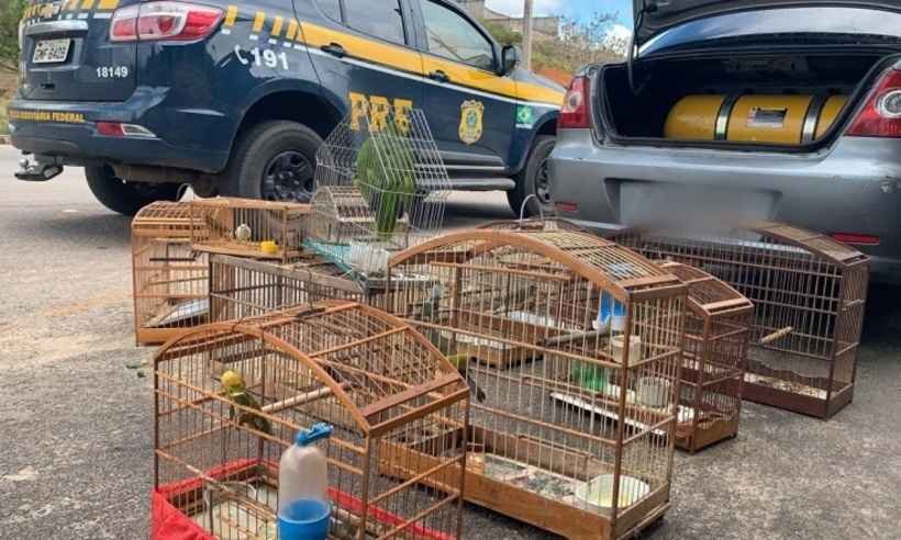 Polícia prende casal por tráfico de animais silvestres na Zona da Mata - Divulgação/ PRF