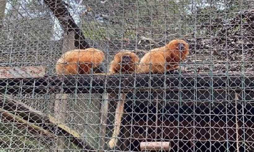 Animais resgatados na Operação Macaw iniciam reabilitação no IEF - Reprodução/Ascom