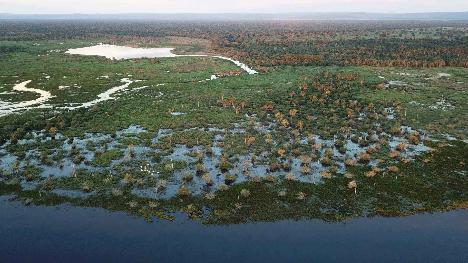 Regeneração do Pantanal pode levar em torno de 50 anos, diz pesquisadora