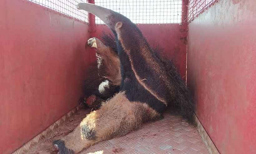 Bombeiros resgatam tamanduá que queimou as patas em incêndio  - Corpo de Bombeiros/Divulgação