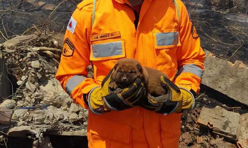 Bombeiros de Montes Claros salvam cãozinho de incêndio; veja vídeo - Corpo de Bombeiros/Divulgação