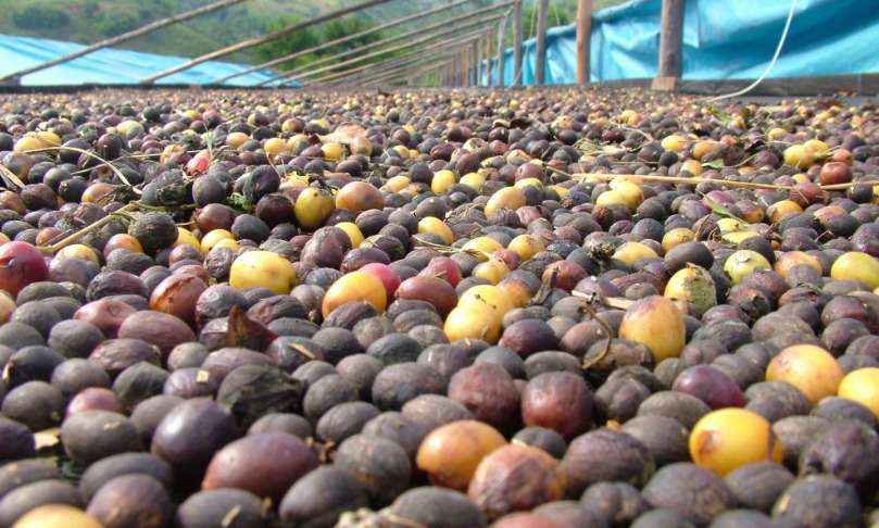 IBGE: mesmo com queda no café, valor da produção agrícola fica estável em Minas - Fernando Souza/Esp.EM/D.A Press