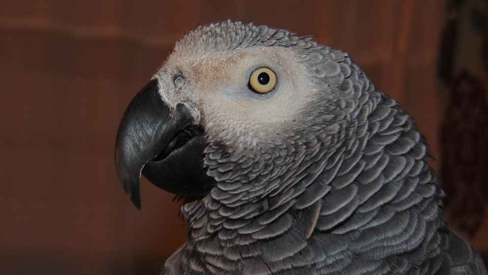 Papagaios 'bico sujo': aves são isoladas em zoo após xingarem palavrões - PixaBay/Reprodução