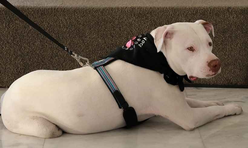 Homem que maltratou o cão Sansão será julgado pela Justiça comum - Clauber Cleber Caetano/PR/Divulgação