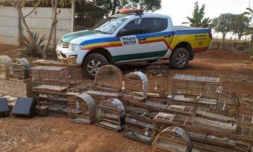 Jovem é preso e multado após ser flagrado com pássaros silvestres em cativeiro - Divulgação/ Polícia Militar de Meio Ambiente