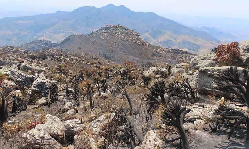 Bombeiros e brigadistas salvam planta carnívora rara de incêndio florestal - Paulo Gonella/Divulgação