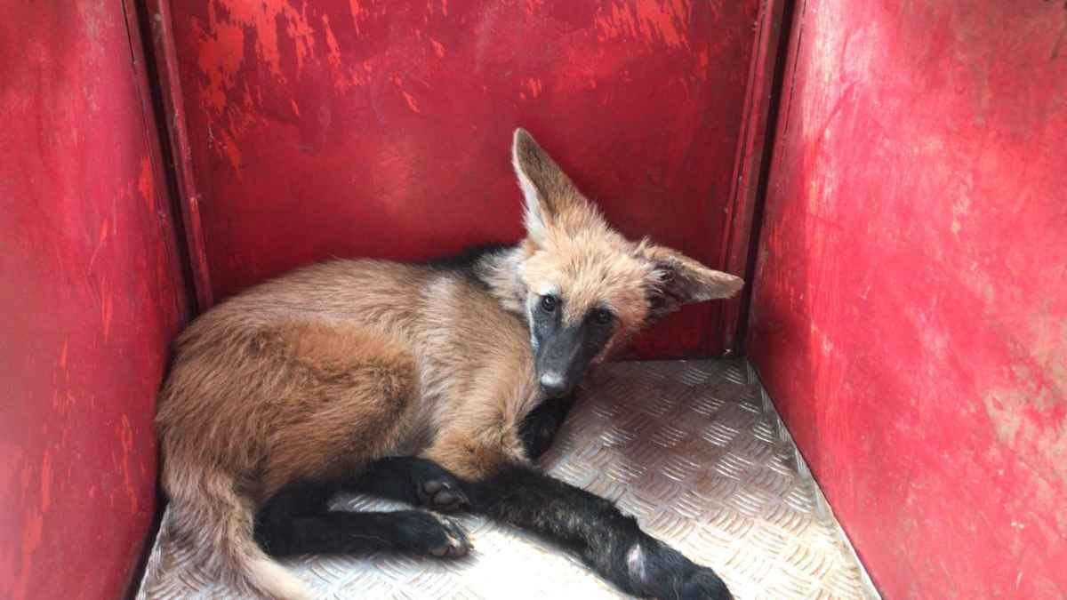 Animais silvestres sofrem com as queimadas em Minas; bombeiros fazem mais de 5 mil resgates em área urbana - Corpo de Bombeiros de Minas Gerais/Divulgação