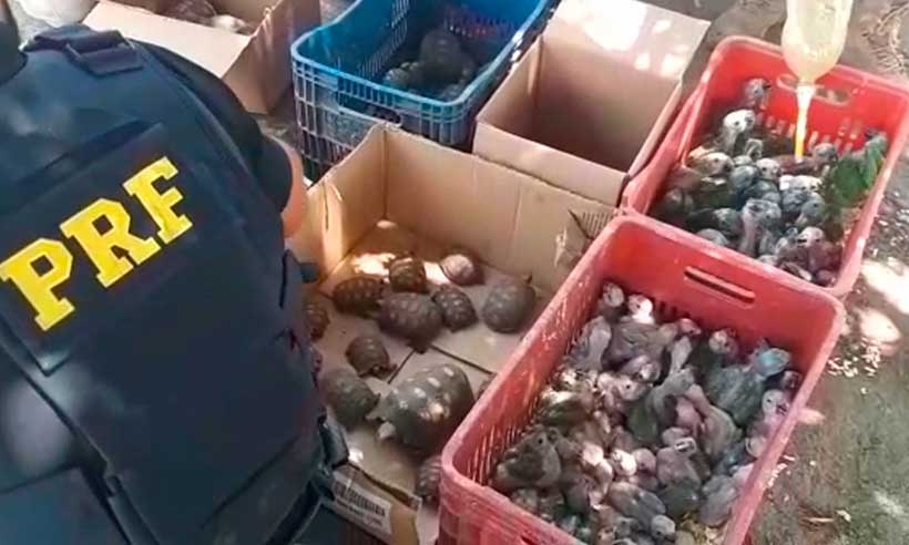 Dupla é presa transportando quase 200 filhotes de papagaios, jabutis e cágados - PRF/Divulgação