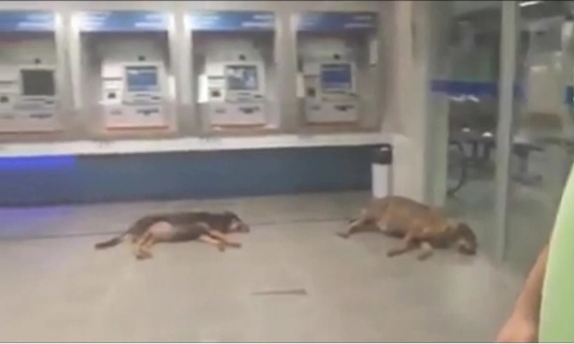Calor para cachorro: cães 'invadem' banco em Ubá para curtir o ar condicionado; assista - Redes Sociais/Reprodução