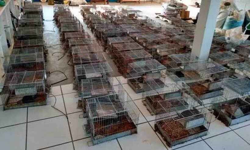 Mais de 90 chinchilas são resgatadas com sinais de maus-tratos na Grande BH - Nufap-Unifor/Divulgação