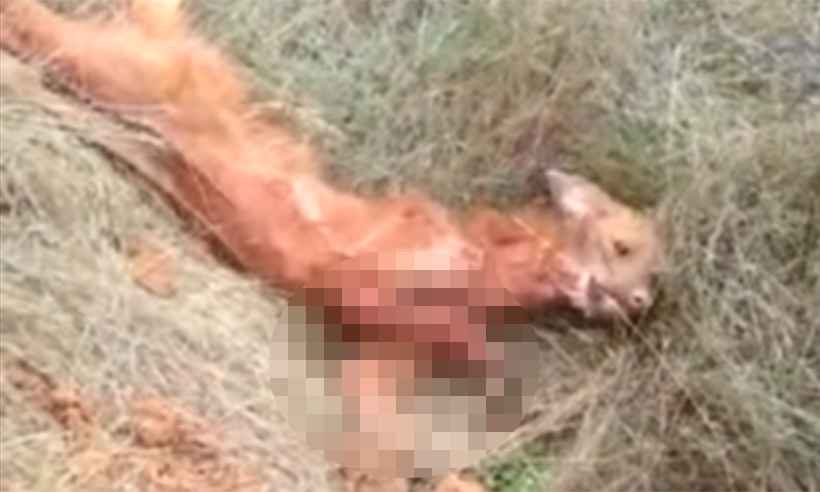 Morre lobo-guará encontrado em fazenda de São Miguel do Cajuru, em São João del-Rei - Reprodução da internet/WhatsApp