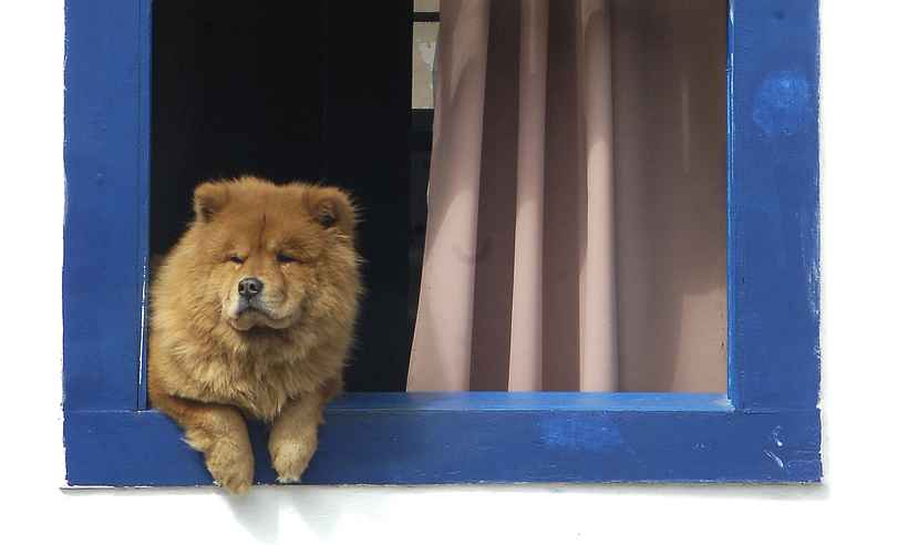Apesar de fofos, cães da raça Chow-Chow exigem cautela para lidar - Beto Novaes/EM/D.A. Press