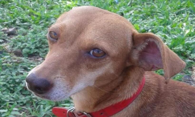 Dono de mercado mata cadela de garoto de 13 anos a tiros em Sapucaia do Sul - Divulgação
