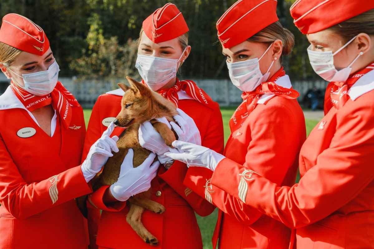 Cães são treinados para identificar passageiros com COVID-19 no aeroporto de Moscou - Twitter/Reprodução