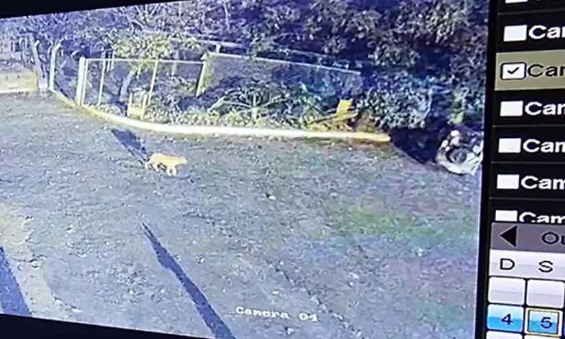 Após 'passeio' de onça-parda e filhote em Uberaba, equipe traça plano para capturar animais - Reprodução/câmeras de segurança