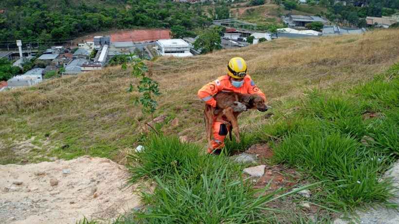 Cão desliza de pedreira de 90 metros e é salvo pelos bombeiros em BH - CBMMG
