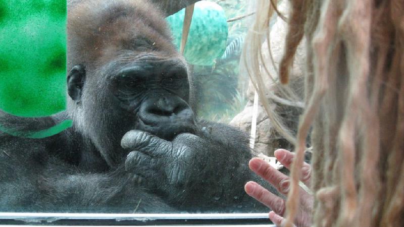 A mulher com autismo que aprendeu com gorilas regras do comportamento humano - Jo Fidgen