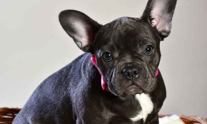 Dono de buldogue perdido terá que indenizar casal que o encontrou - TJMG/Divulgação