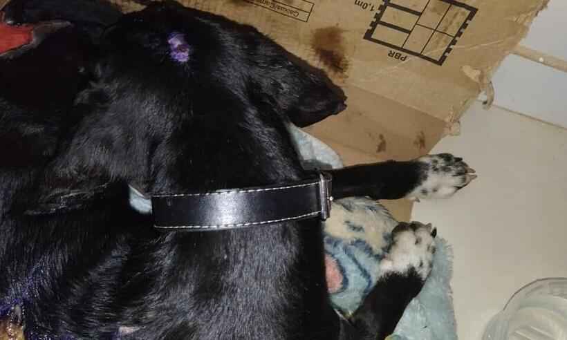 Homem é indiciado por maus-tratos a cachorro no Vale do Jequitinhonha - Polícia Civil/Divulgação