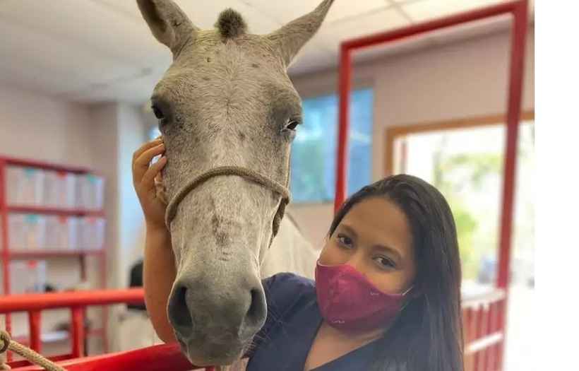 Alunos de veterinária vão prestar atendimento gratuito a cavalos de carroceiros em BH - UNA/Divulgação
