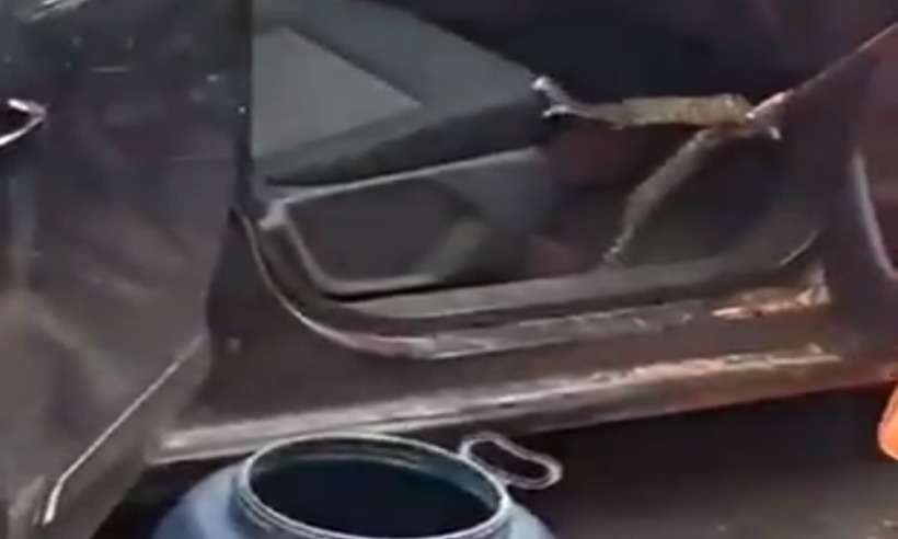 Criança de 2 anos encontra jararaca dentro de carro em Guaxupé - CBMMG/divulgação