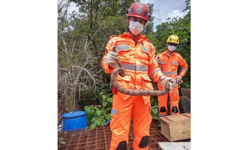 Bombeiros de Uberaba capturaram duas jiboias nesta terça-feira - 8º BBM/Divulgação