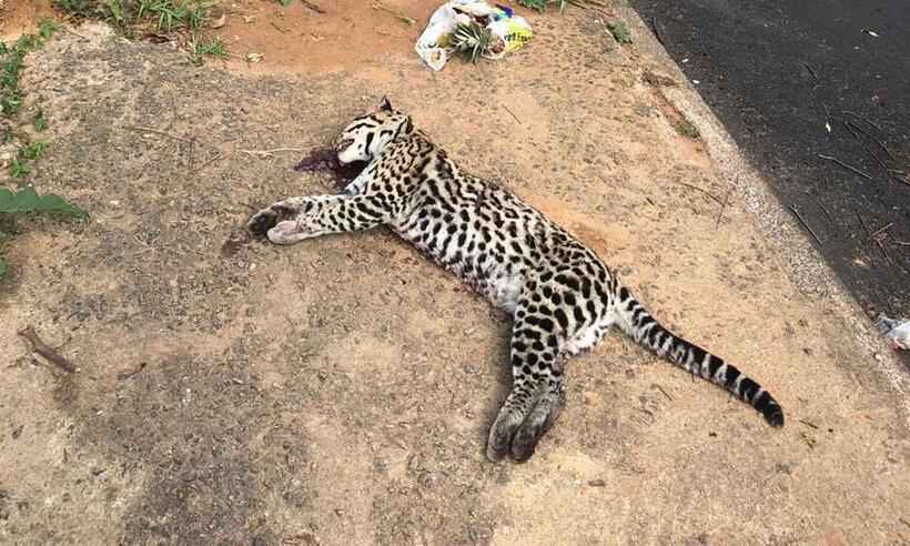 Jaguatirica é atropelada e encontrada morta em Varginha - Redes Sociais 