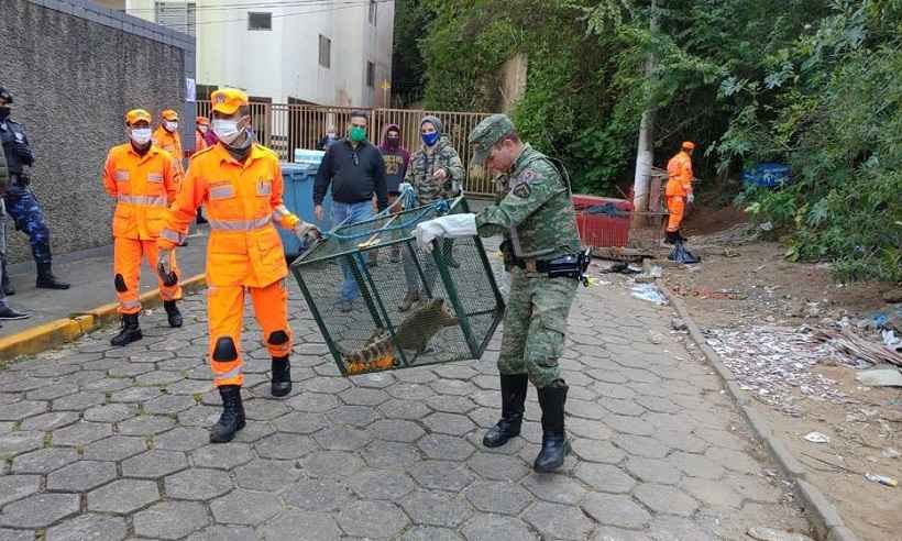 Queimadas aumentam em 16% captura de animais silvestres em BH - CBMMG/Divulgação