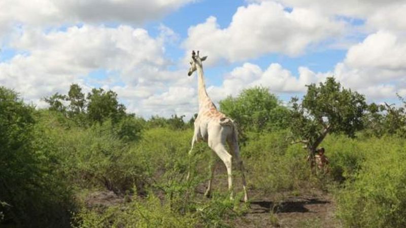 'Última girafa branca do mundo' é monitorada por GPS contra caçadores - HIROLA CONSERVANCY/DIVULGAÇÃO