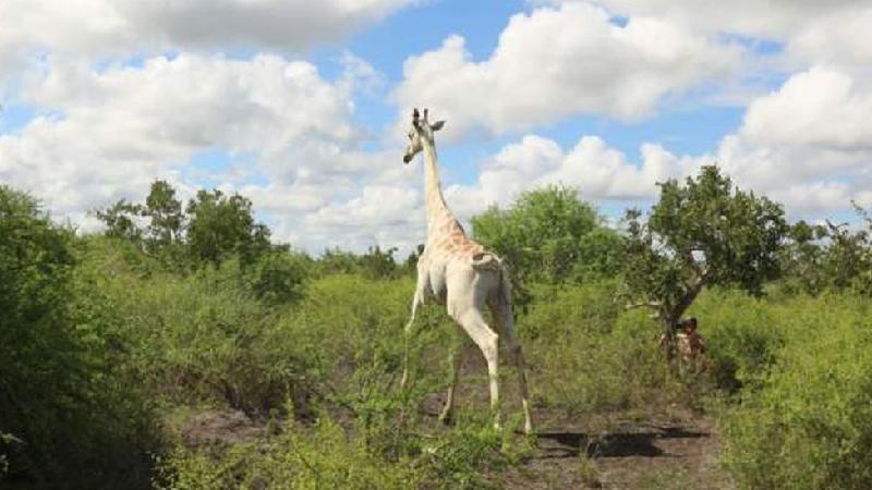 'Última girafa branca do mundo' é monitorada por GPS contra caçadores - Hirola Conservancy