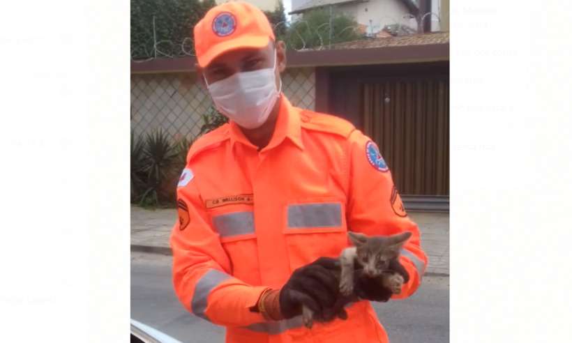Ronco do motor ou 'miado' de gato? Bichano é resgatado de carro em Minas - Corpo de Bombeiros/Divulgação