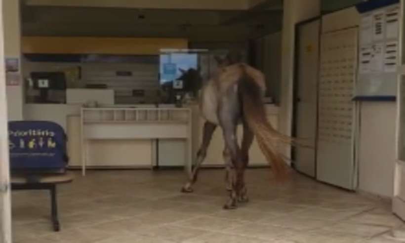 Cavalo é flagrado em agência dos Correios, em São Tomé das Letras - Reprodução/Facebook