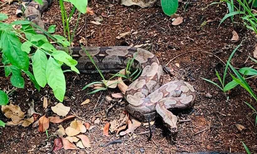 Bombeiros capturam serpente em telhado e coruja em casa de cachorro - Corpo de Bombeiros/Divulgação