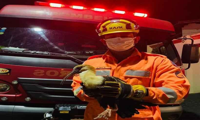 Bombeiros resgatam curucaca e ouriço caixeiro em Araguari - Divulgação/CBMMG