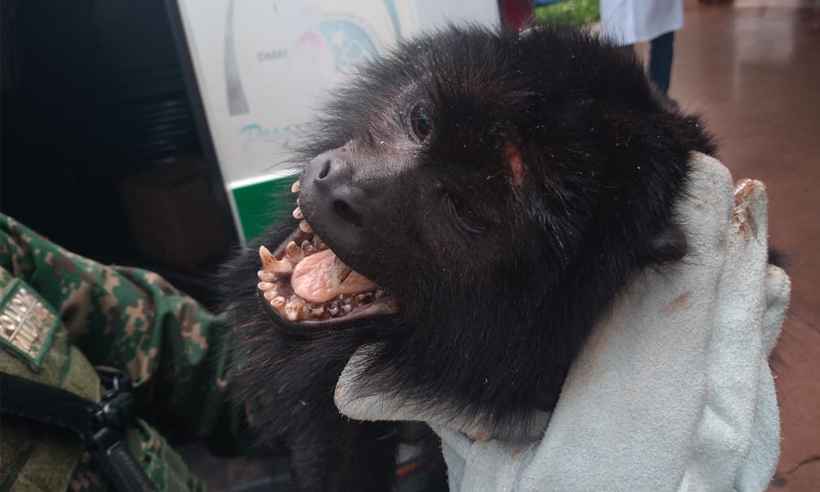 Macaco bugio ferido é resgatado em condomínio de Uberaba - PMMA de Uberaba/Divulgação
