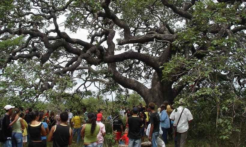 Ibama fecha carvoaria clandestina em Montezuma, no Norte de Minas - Divulgação/Nascentes Geraizeiras