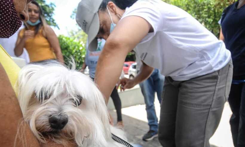 Saiba como vacinar cães e gatos contra a raiva neste sábado (12/12) em BH  - Leandro Couri/EM/D.A. Press