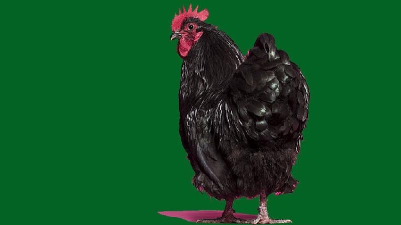 Como estudo sobre traseiro dos frangos revelou mistério sobre imunidade humana - Getty Images