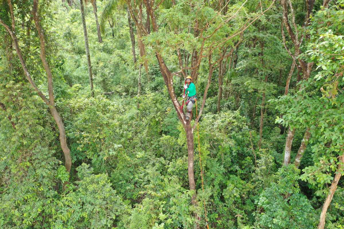 Genética: pesquisa da UFV agilizará recuperação de espécies em Brumadinho - UFV/Divulgação