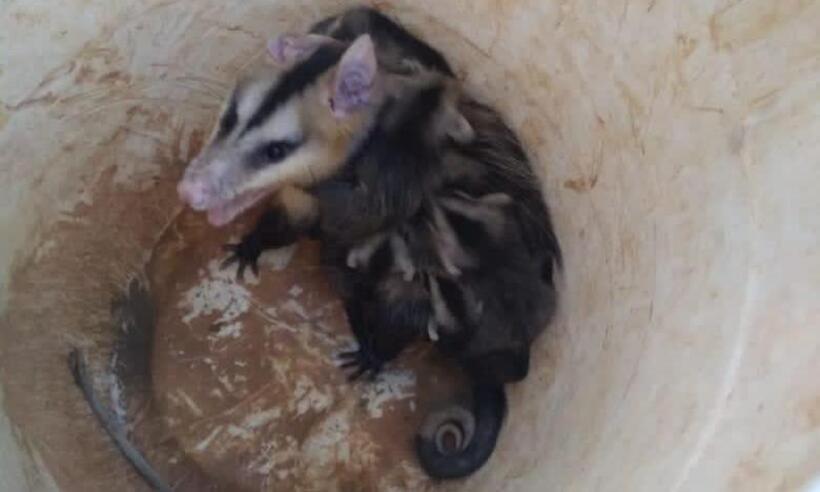 Oito animais são resgatados pelos bombeiros em Araguari - CBMMG/Divulgação 