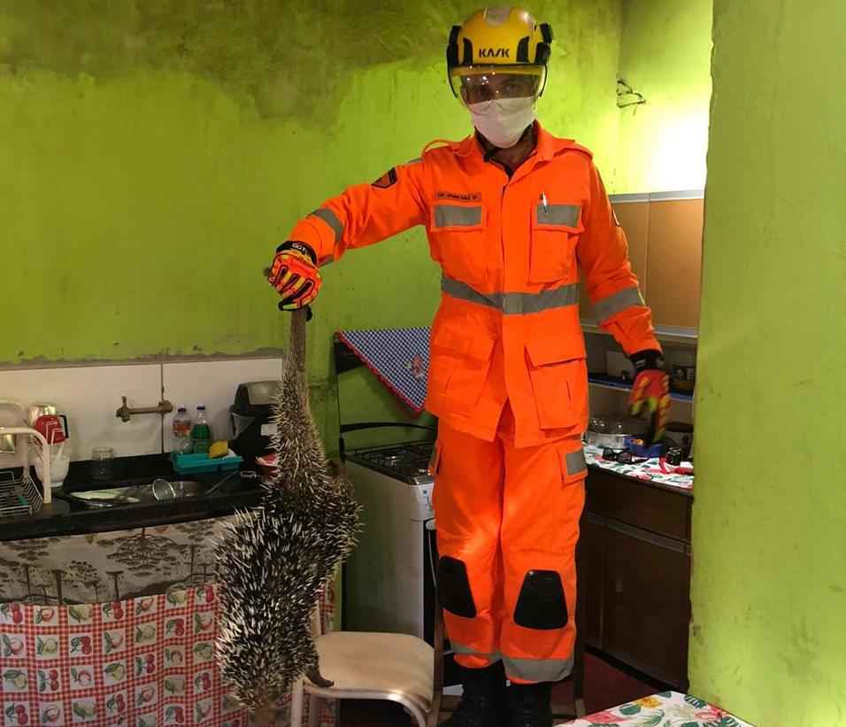 Bombeiros resgatam ouriço-cacheiro de telhado de casa no Triângulo Mineiro - Divulgação/CBMMG