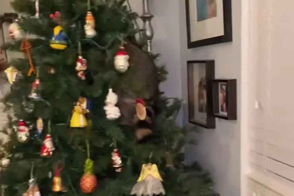Mulher encontra guaxinim escondido em árvore de Natal - Redes Sociais/Reprodução