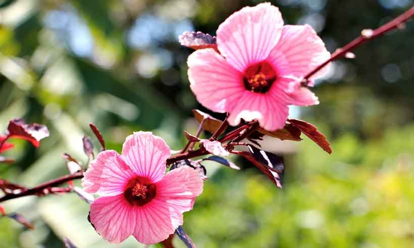 Flores comestíveis: sabores e cores no prato - Erasmo Reis /ASCOM EPAMIG