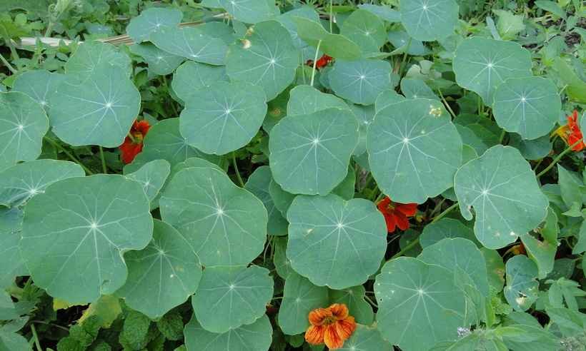Flores comestíveis são fontes de vitaminas e minerais -  Erasmo Pereira/Epamig